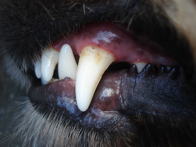 zuby psa